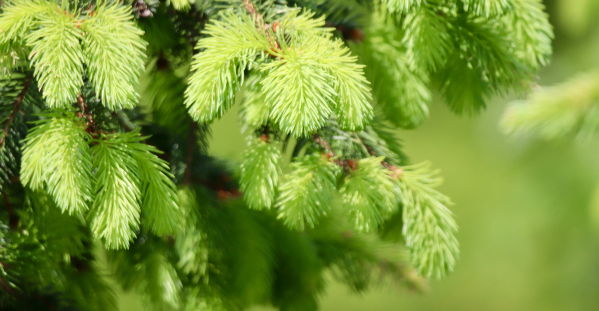Spruce Tips
